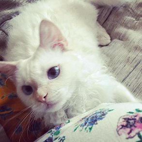 Скукум