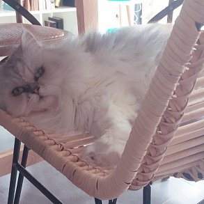 Персидская кошка