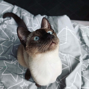 Тайская кошка