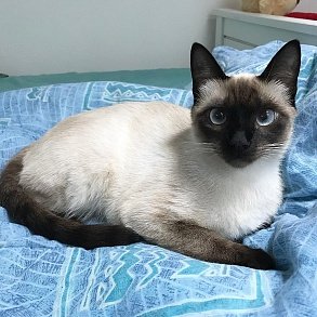 Тайская кошка
