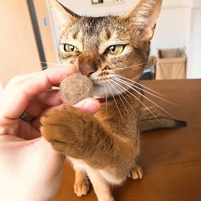Абиссинская кошка