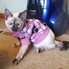 Меконгский бобтейл