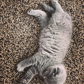 Шотландская прямоухая кошка