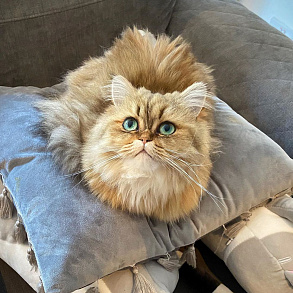 Шиншилла