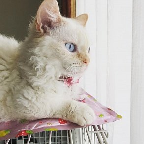 Скукум