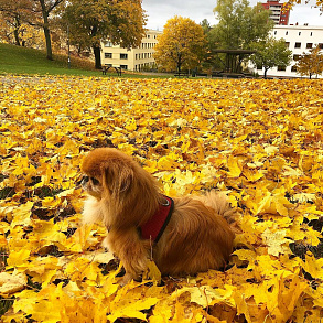 Пекинес