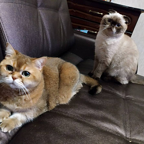 Шотландская прямоухая кошка