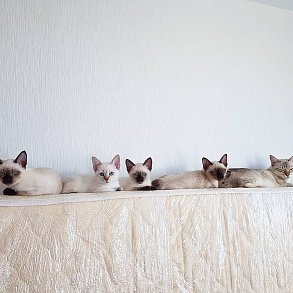 Меконгский бобтейл
