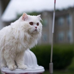 Шотландская прямоухая кошка
