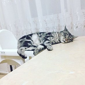 Европейская короткошерстная кошка