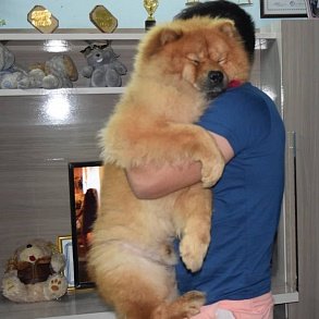 Чау-чау