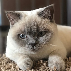 Шотландская прямоухая кошка