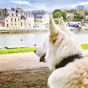 Белая швейцарская овчарка