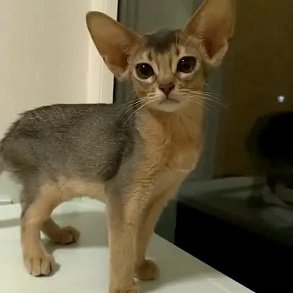 Абиссинская кошка