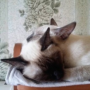 Меконгский бобтейл