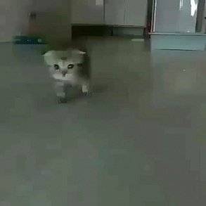 Сингапурская кошка
