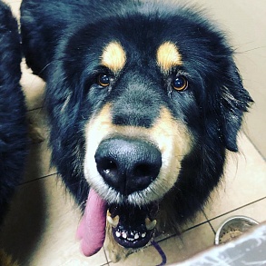 Тибетский мастиф