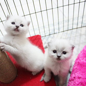 Шотландская прямоухая кошка