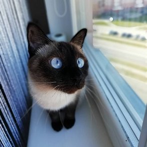 Меконгский бобтейл