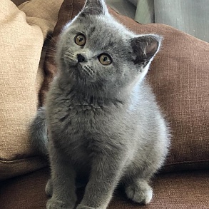 Шотландская прямоухая кошка