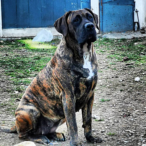 Канарский дог