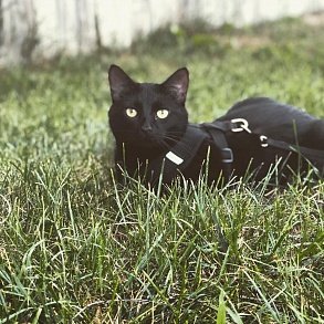 Бомбейская кошка