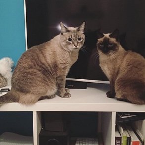 Тайская кошка