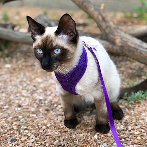 Тайская кошка