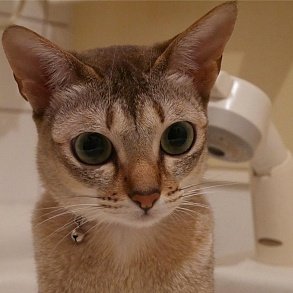 Сингапурская кошка