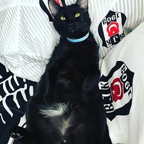 Бомбейская кошка