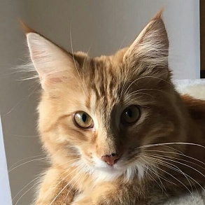 Норвежская лесная кошка