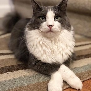 Норвежская лесная кошка
