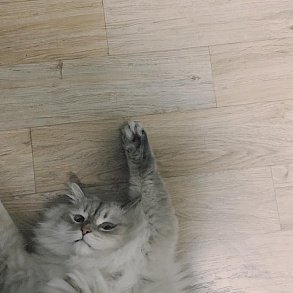 Невская маскарадная кошка