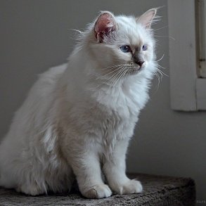 Бирманская кошка
