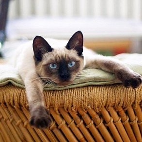 Тайская кошка