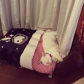Скукум