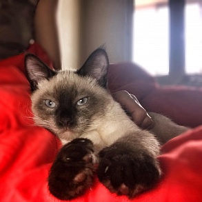 Тайская кошка