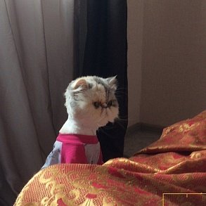 Персидская кошка