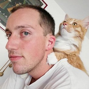 Норвежская лесная кошка