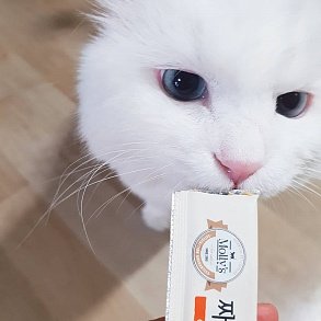 Турецкая ангора