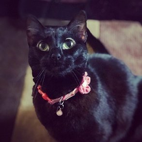 Бомбейская кошка