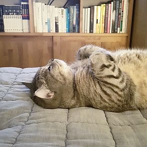 Шотландская прямоухая кошка