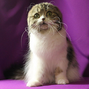 Шотландская прямоухая кошка