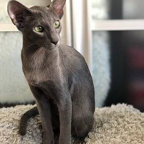 Ориентальная кошка