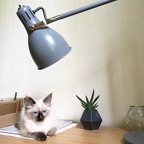 Невская маскарадная кошка