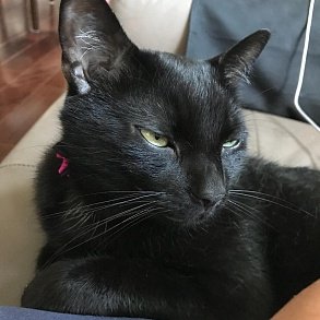 Бомбейская кошка