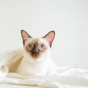 Тайская кошка