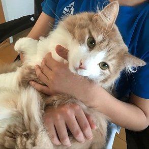 Норвежская лесная кошка
