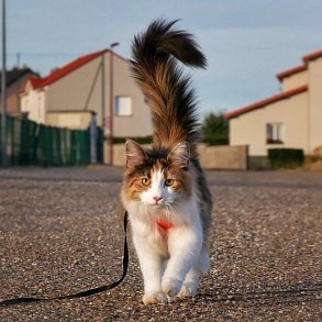 Норвежская лесная кошка