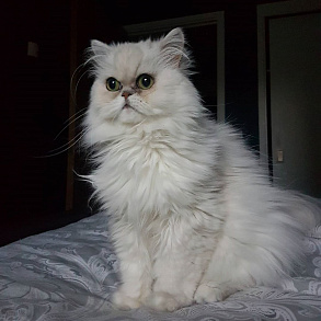 Персидская кошка